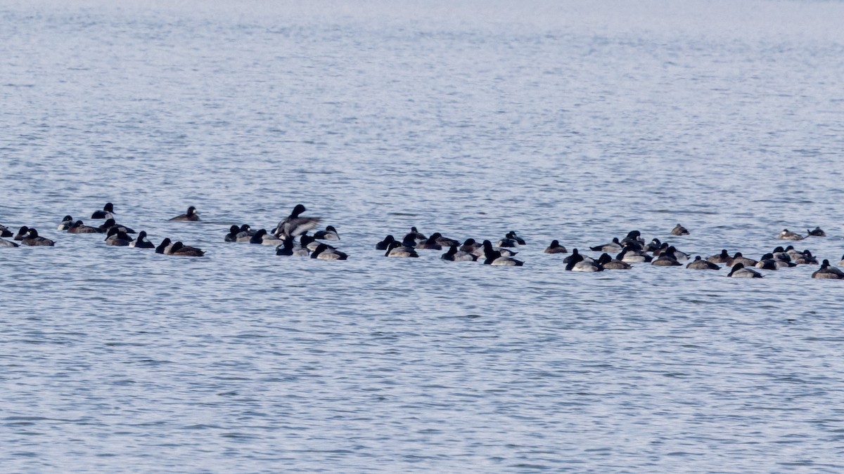 小斑背潛鴨 - ML646470921