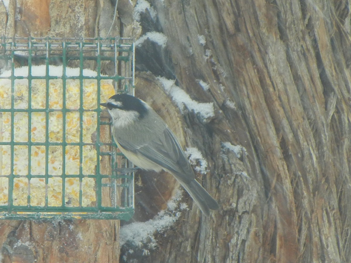 sýkora horská - ML646470922