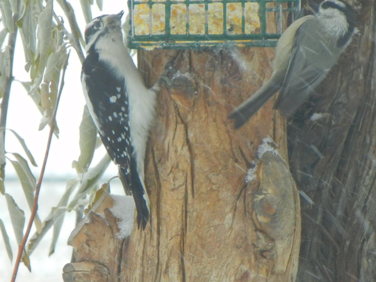 sýkora horská - ML646470923