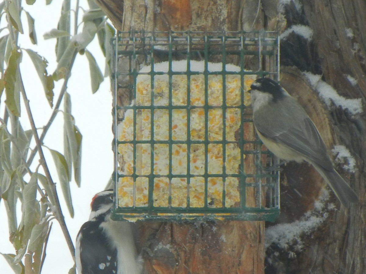 sýkora horská - ML646470924