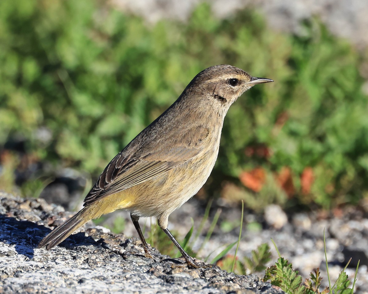 Palm Warbler - ML646470925