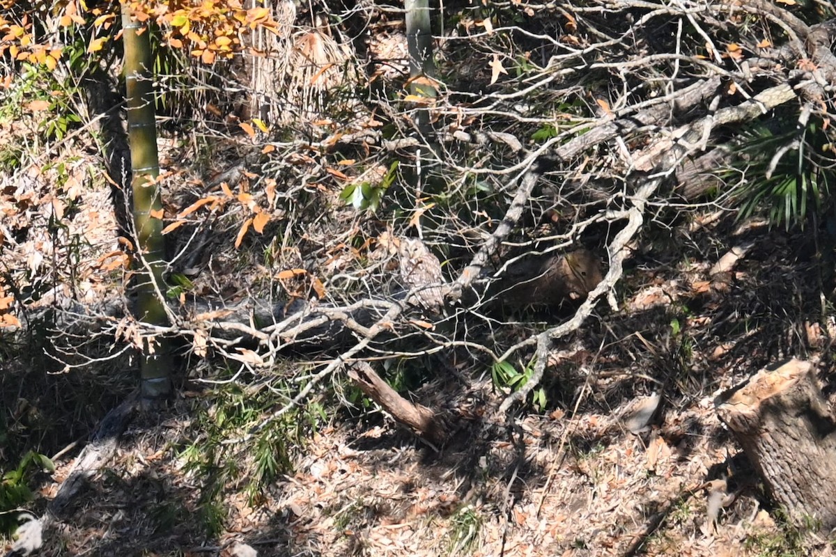 Ural Owl - ML646470927