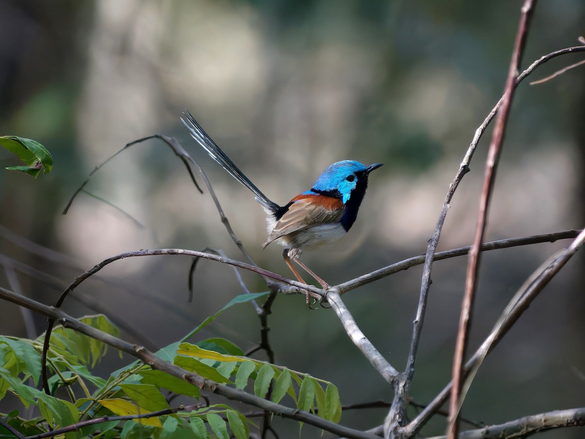 タサイオーストラリアムシクイ - ML646470928