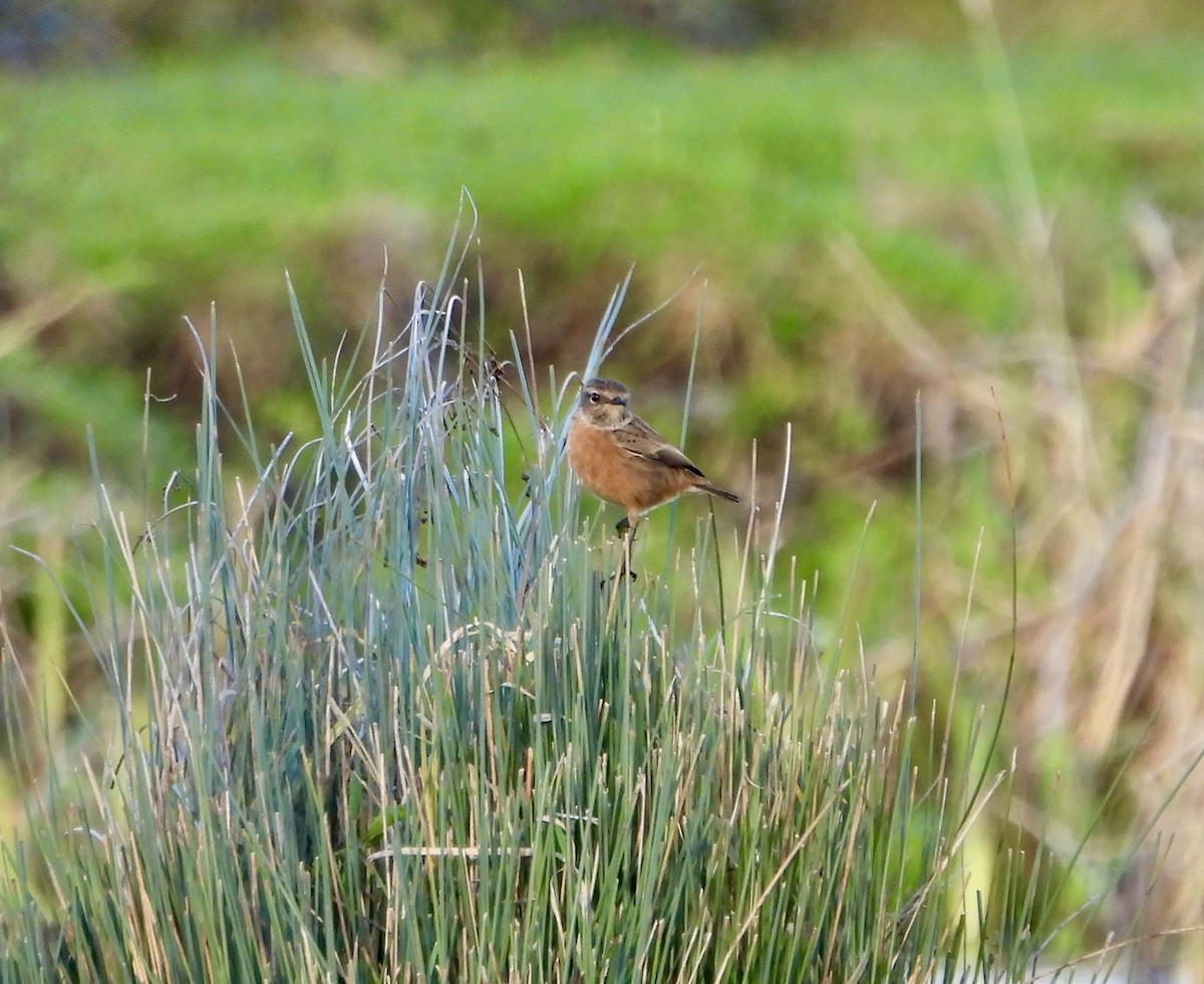 European Stonechat - ML646470930
