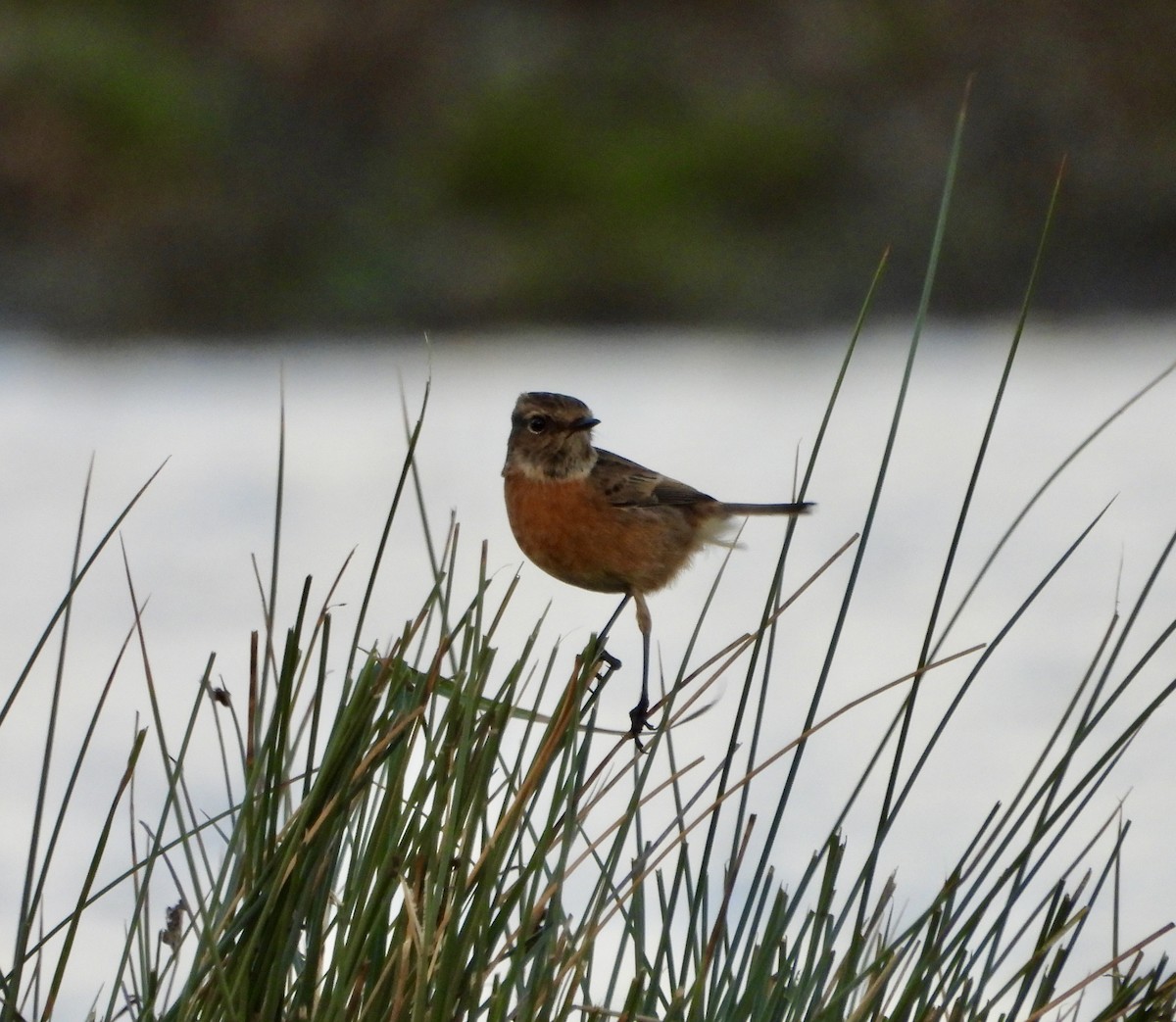 European Stonechat - ML646470931