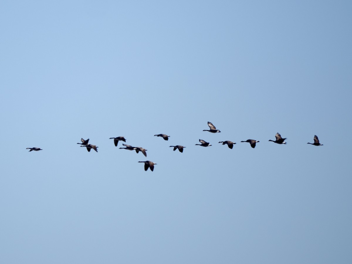 Canada Goose - ML646470932