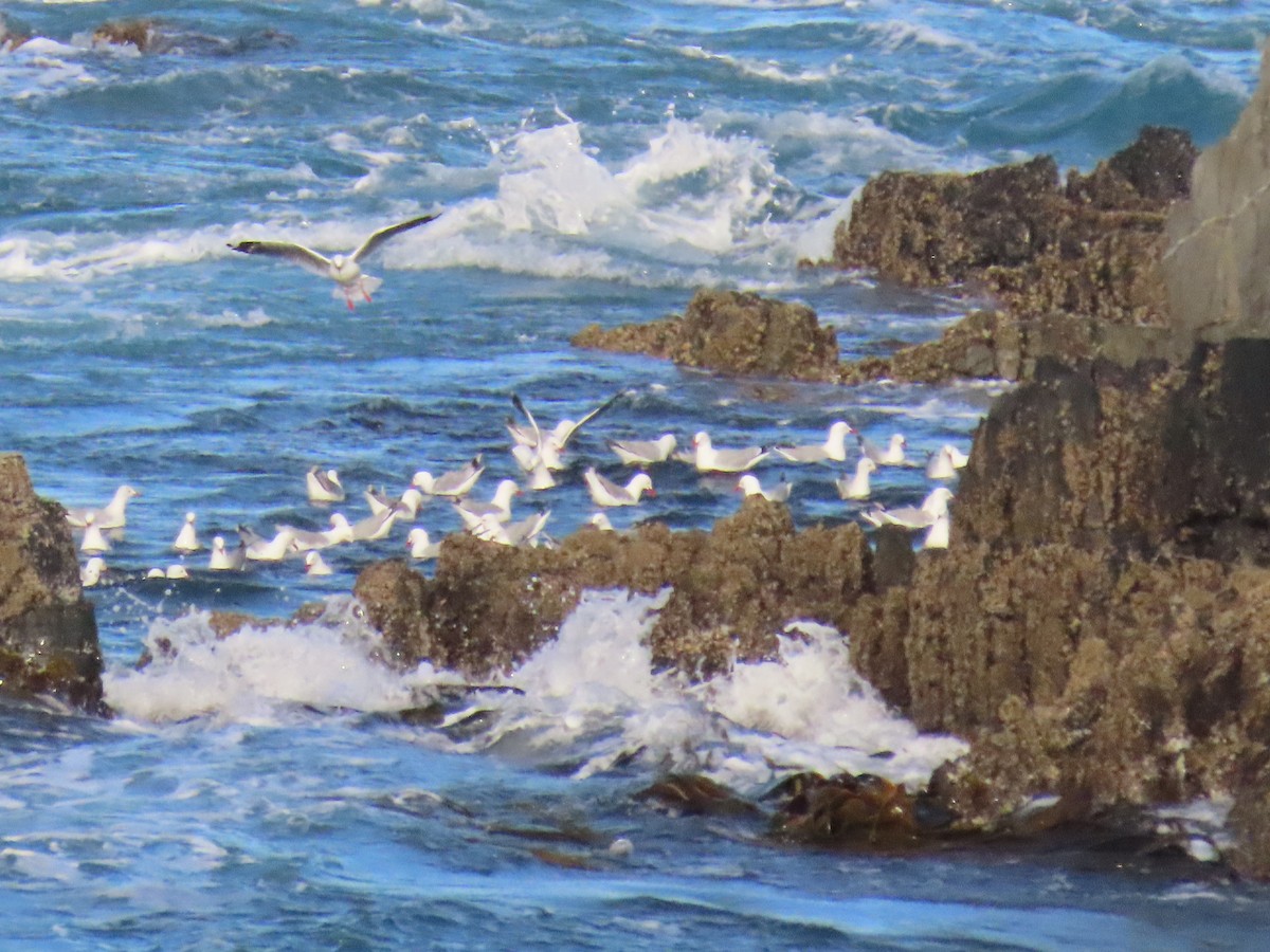 Silver Gull - ML646470934