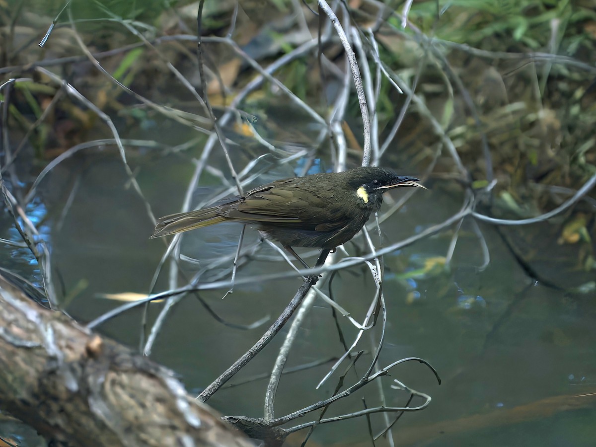 キミミミツスイ - ML646470937