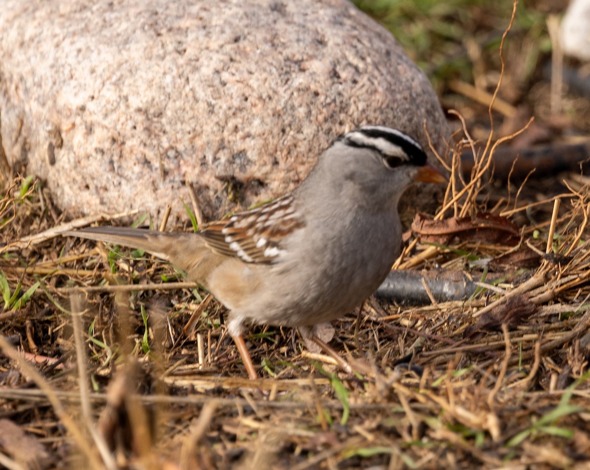 White-crowned Sparrow - ML646470940