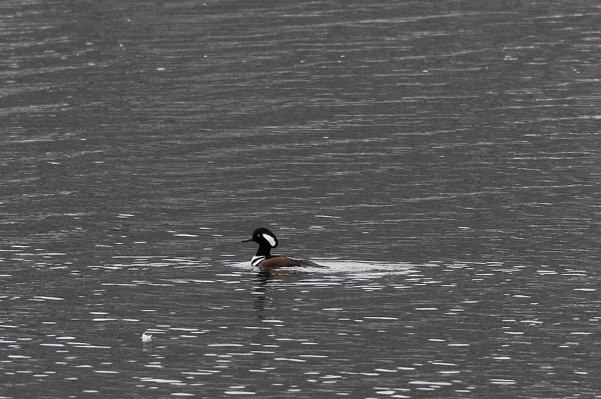 Hooded Merganser - ML646470941
