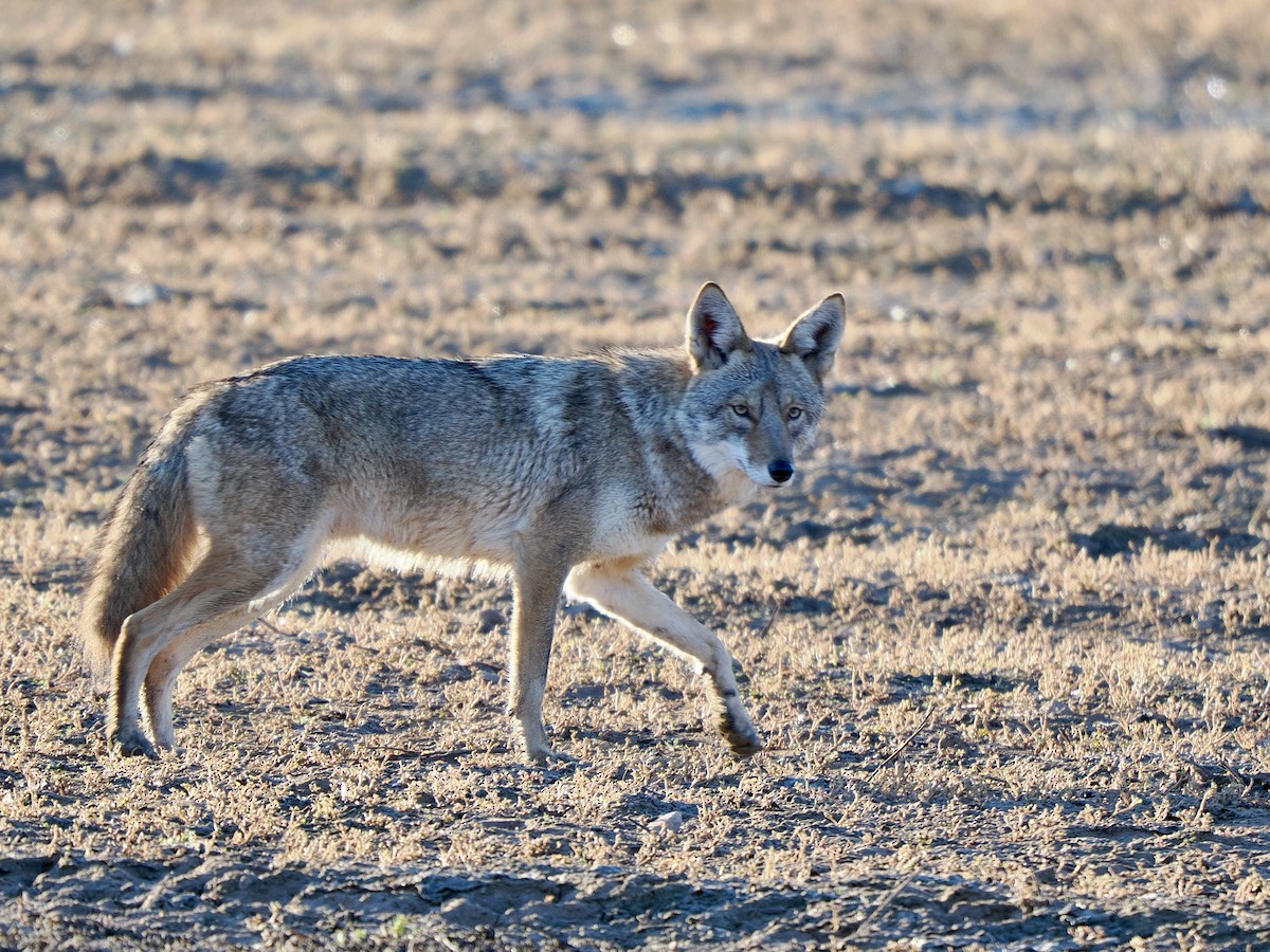 Coyote - ML646470942