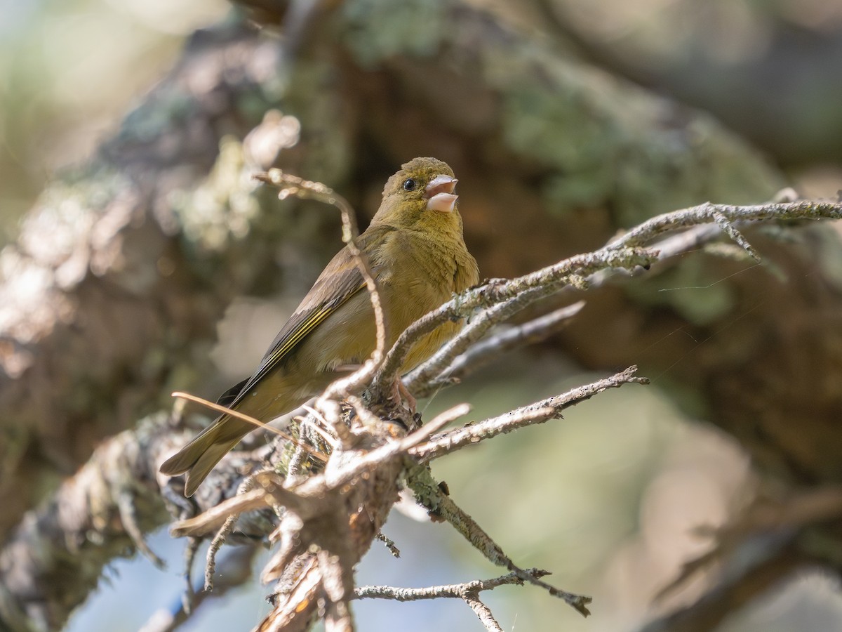 アオカワラヒワ - ML646470943