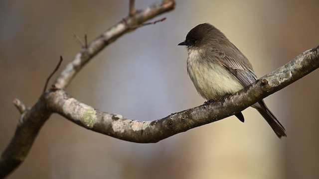 Eastern Phoebe - ML646470945
