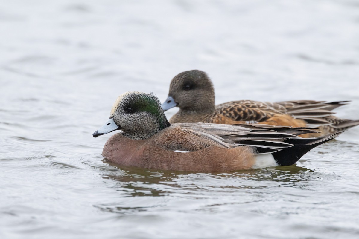 アメリカヒドリ - ML646470947