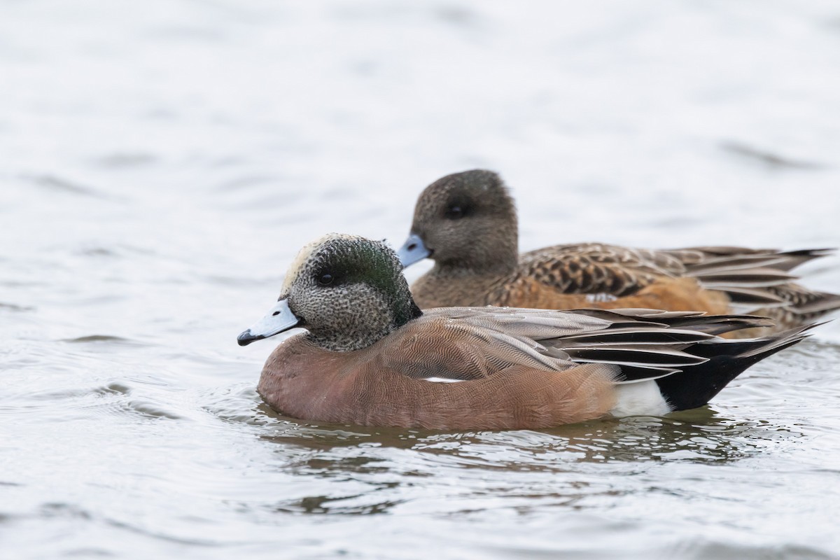 アメリカヒドリ - ML646470949