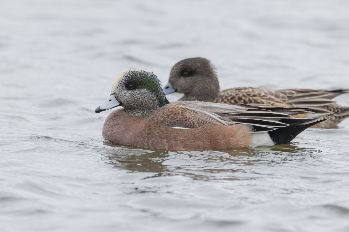 アメリカヒドリ - ML646470950