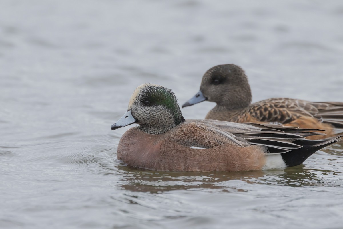 アメリカヒドリ - ML646470951