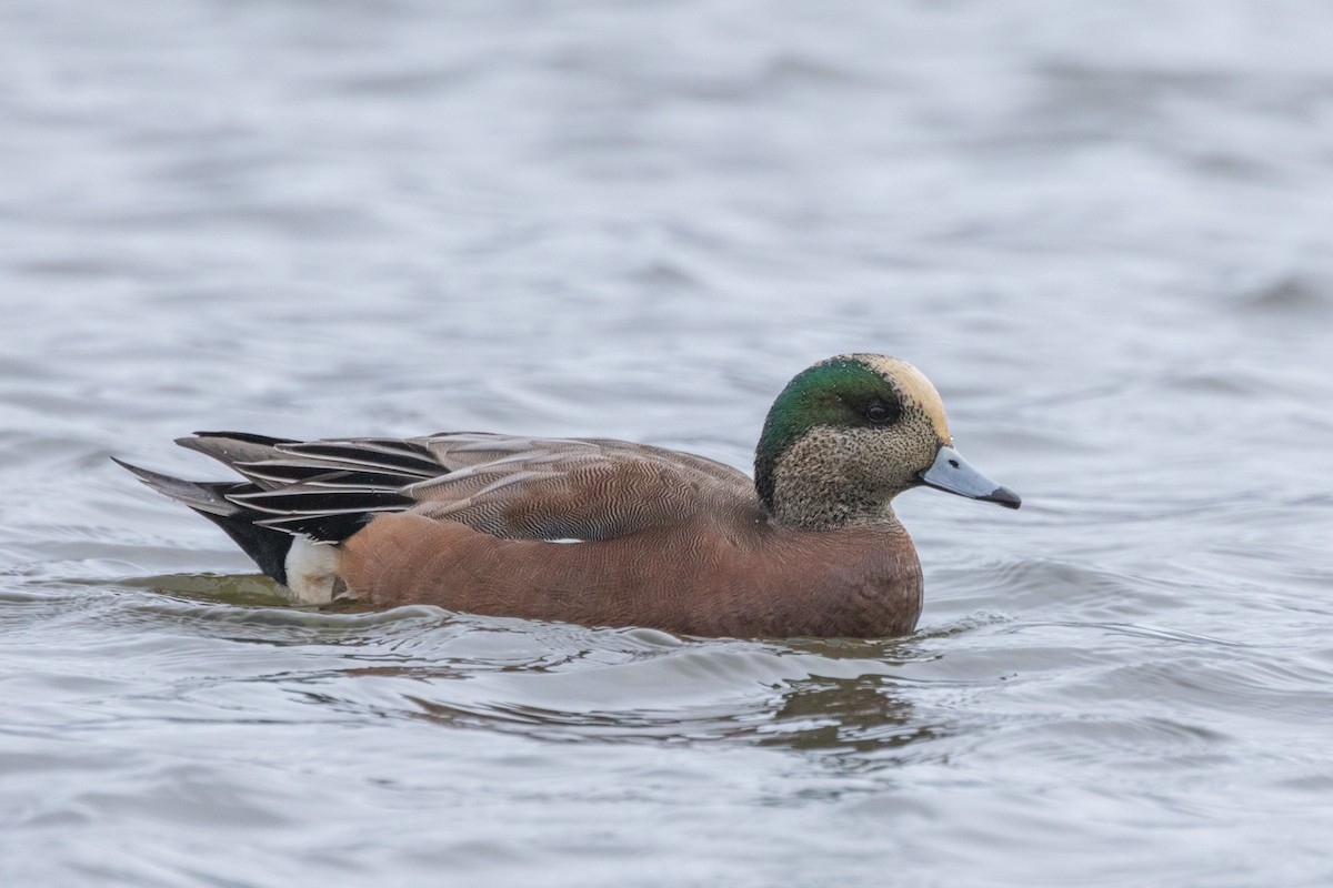 アメリカヒドリ - ML646470952