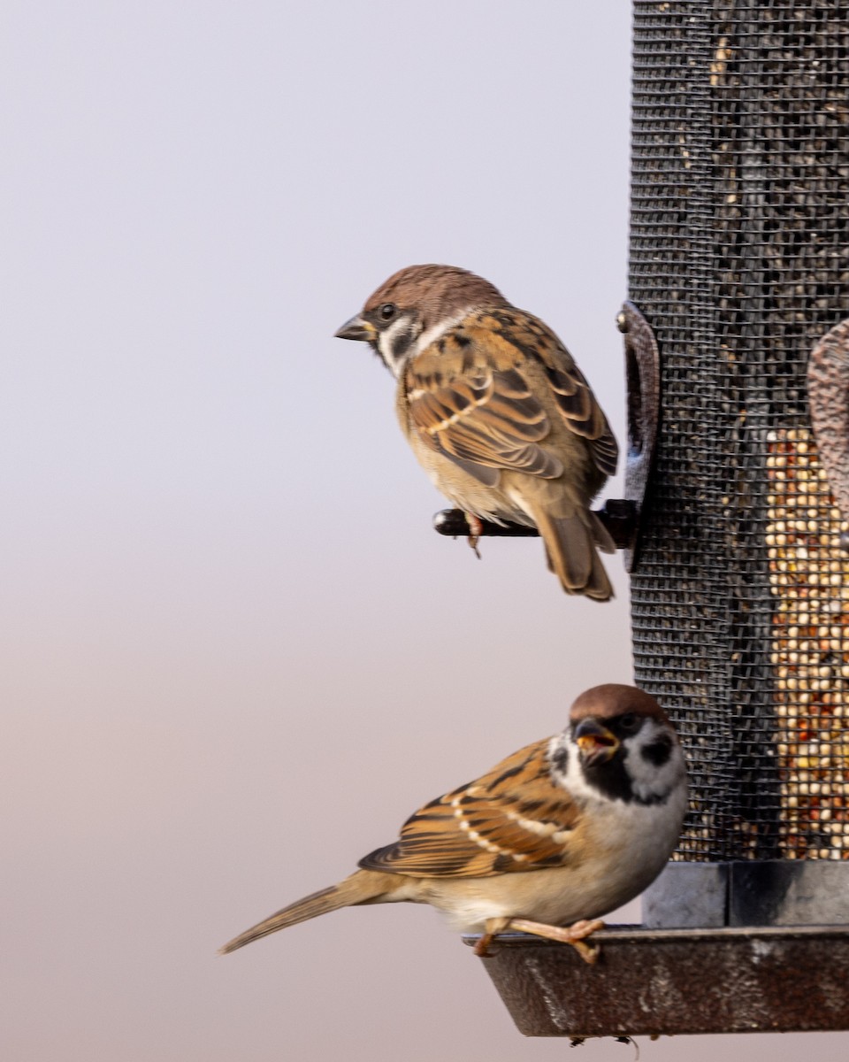 Хээрийн бор шувуу - ML646470955