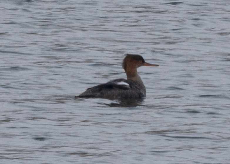 Serreta Mediana - ML646470956