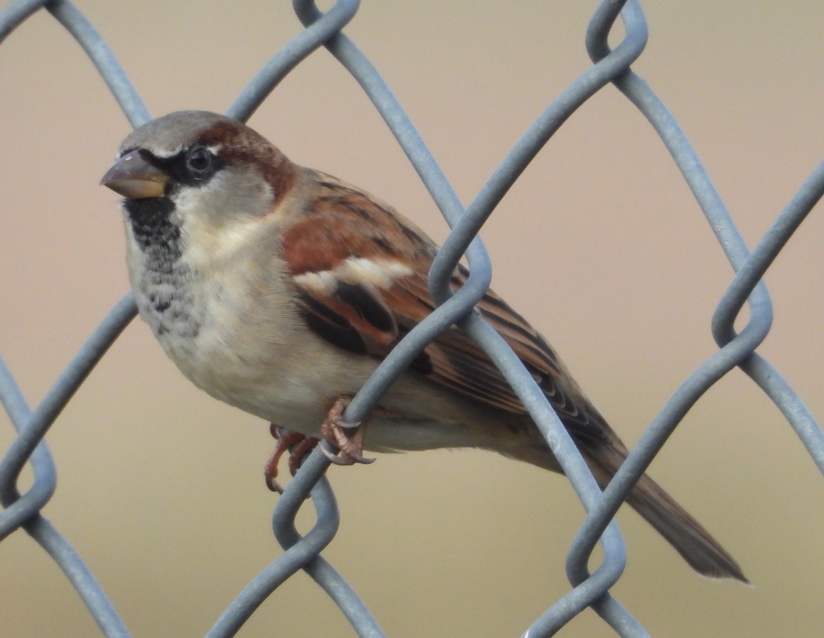 vrabec domácí - ML646470957