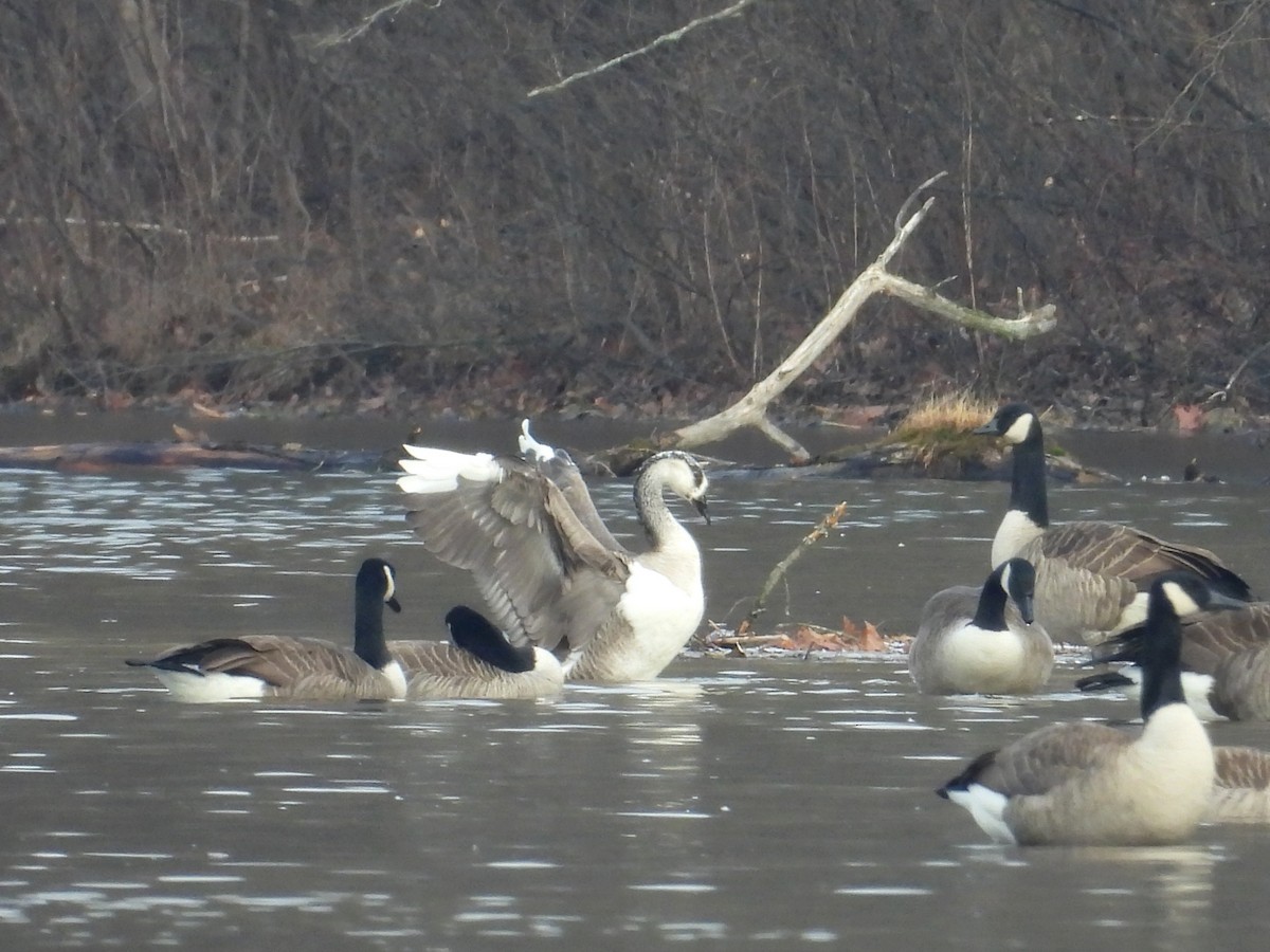 Domestic goose sp. x Canada Goose (hybrid) - ML646470958
