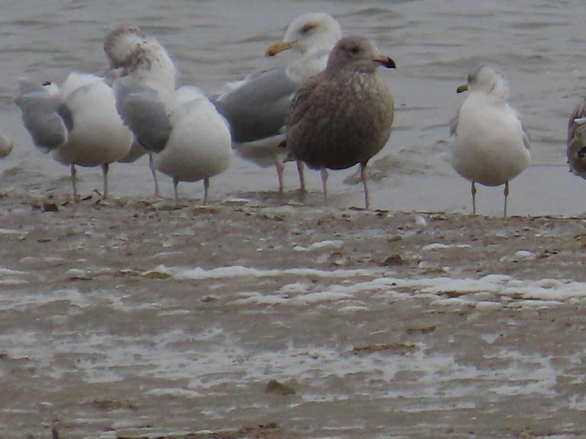 American Herring x Glaucous Gull (hybrid) - ML646470960