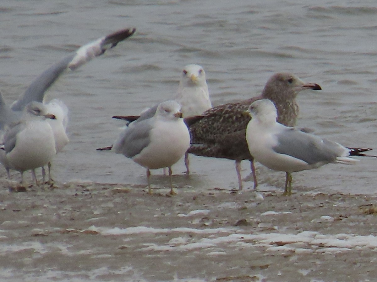 American Herring x Glaucous Gull (hybrid) - ML646470961