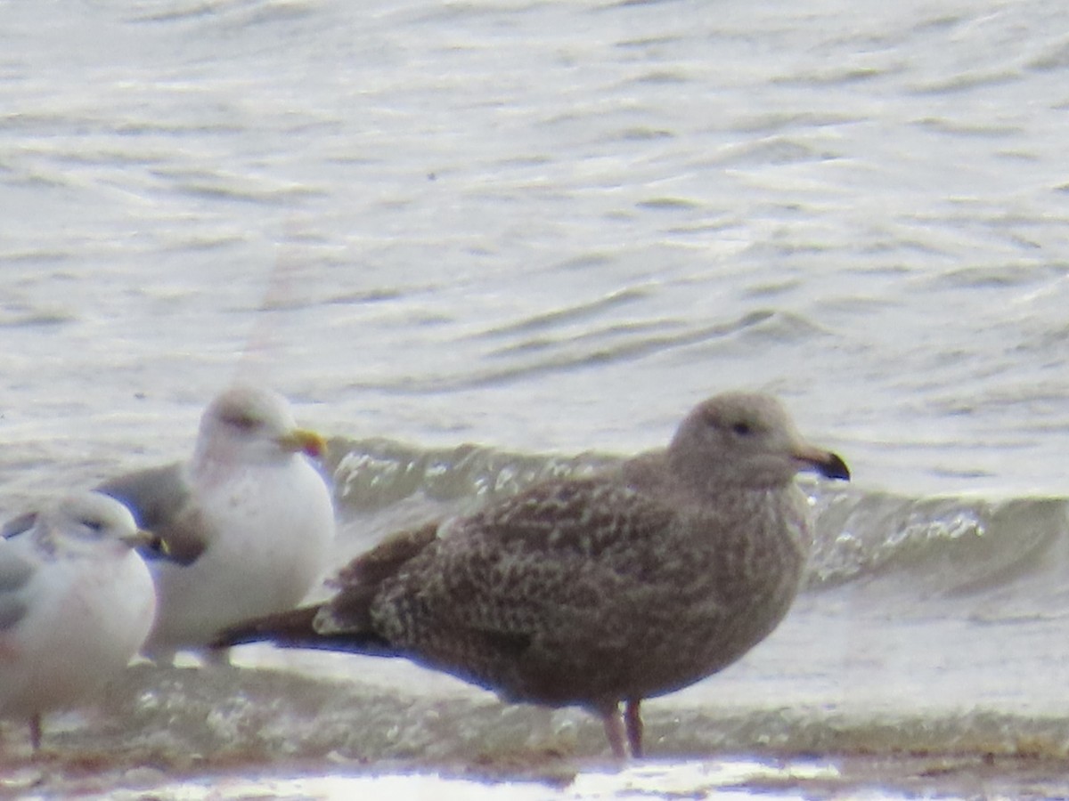 American Herring x Glaucous Gull (hybrid) - ML646470962