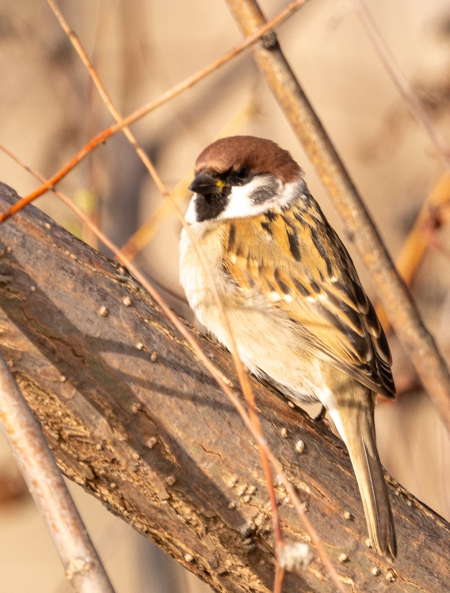 Хээрийн бор шувуу - ML646470963