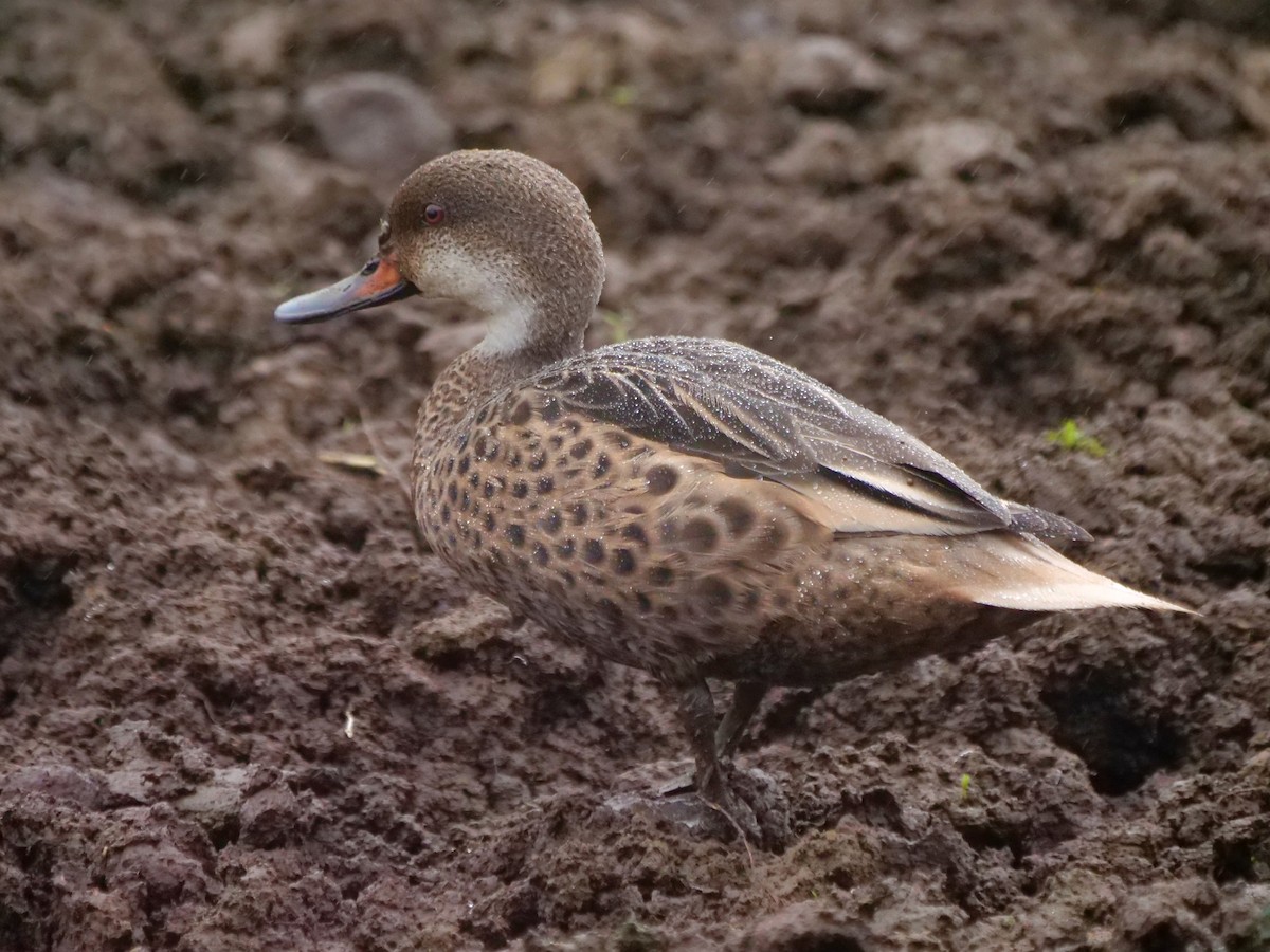 Bahamaente - ML646470965