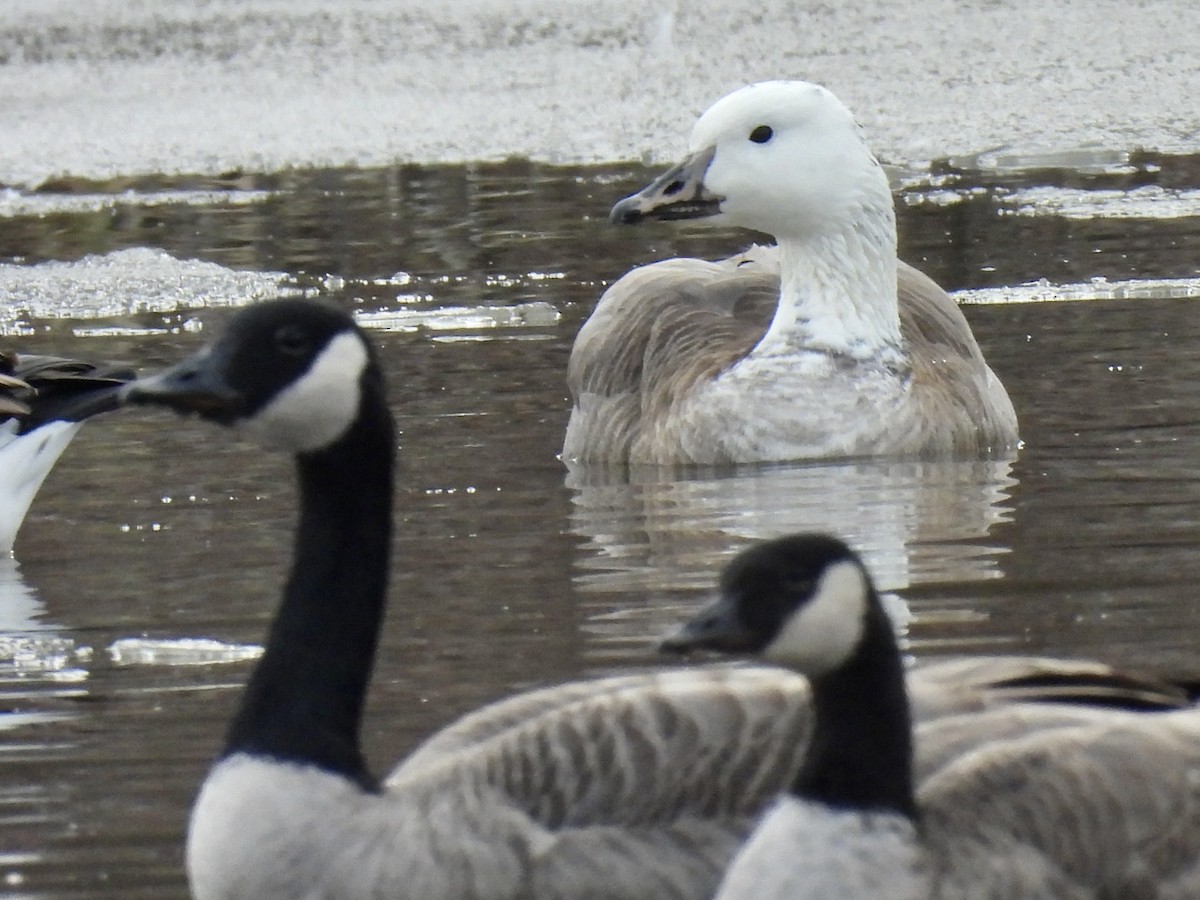 Snow x Canada Goose (hybrid) - ML646470967