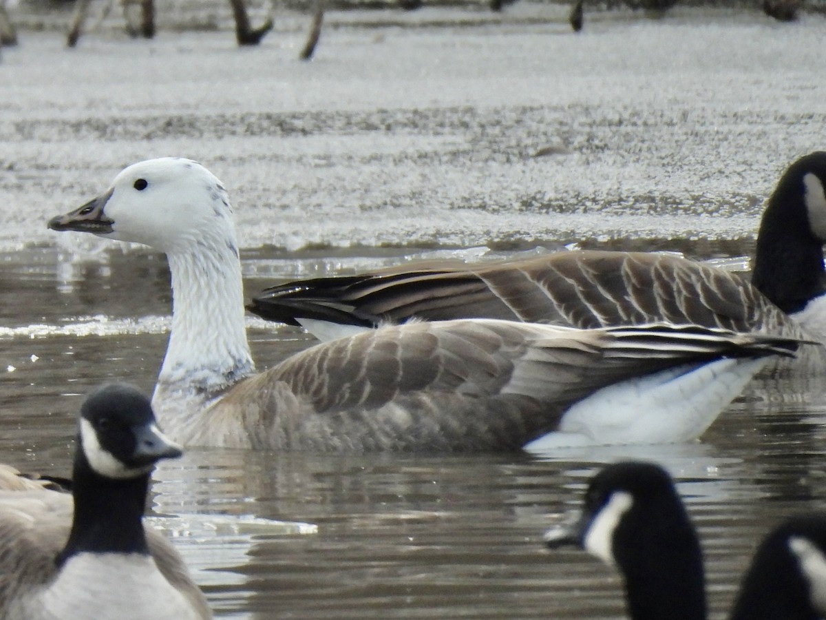 Snow x Canada Goose (hybrid) - ML646470968