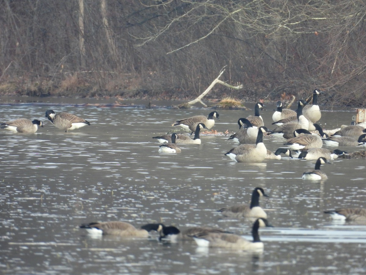 Canada Goose - ML646470969
