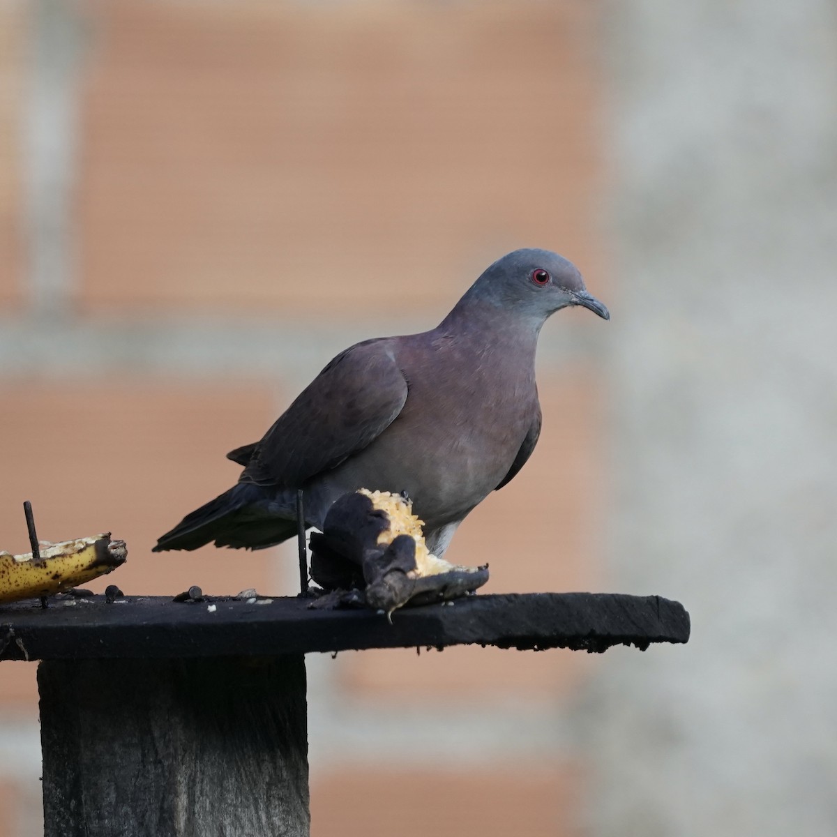 Pale-vented Pigeon - ML646470970