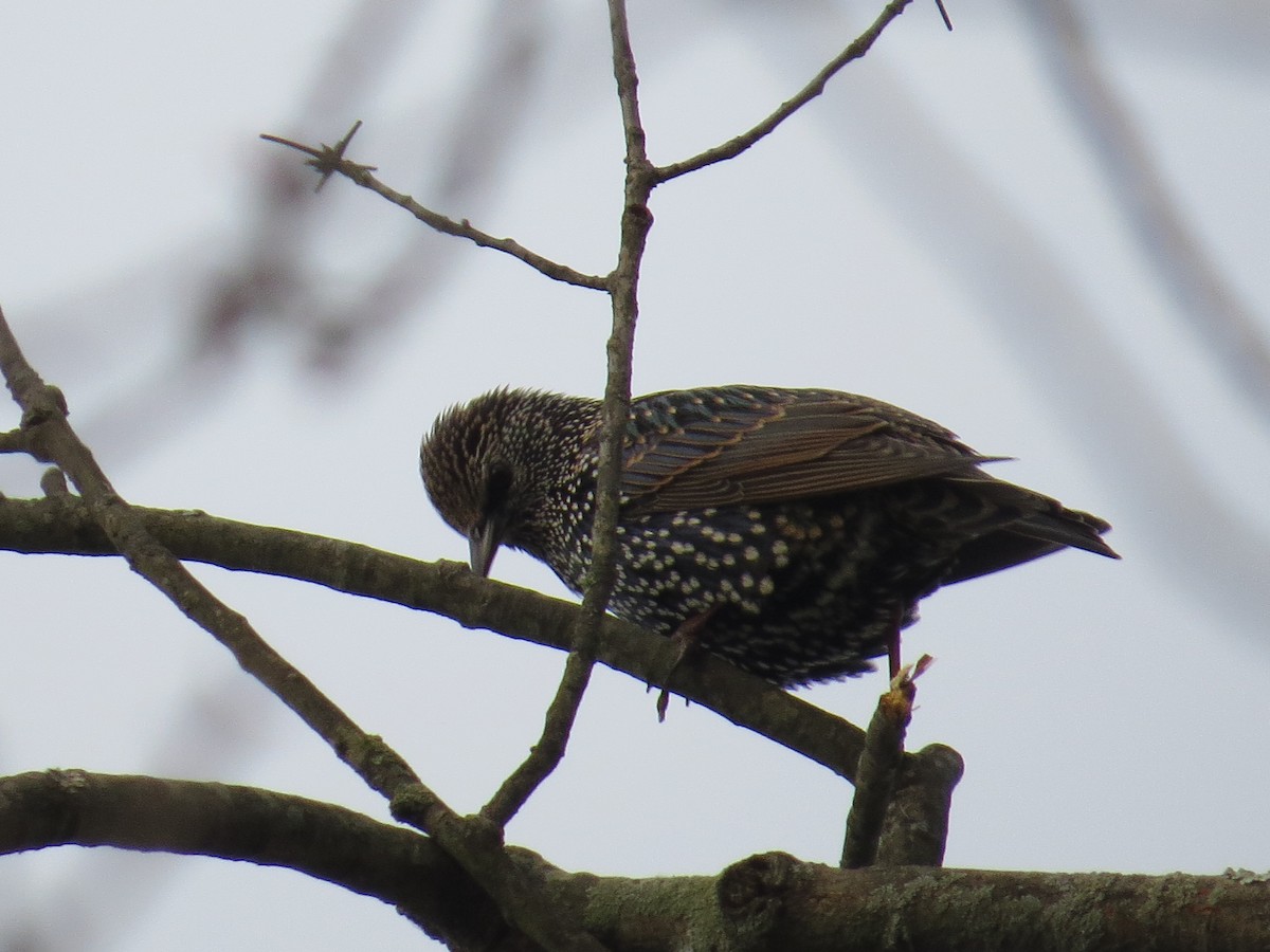 European Starling - ML646470971