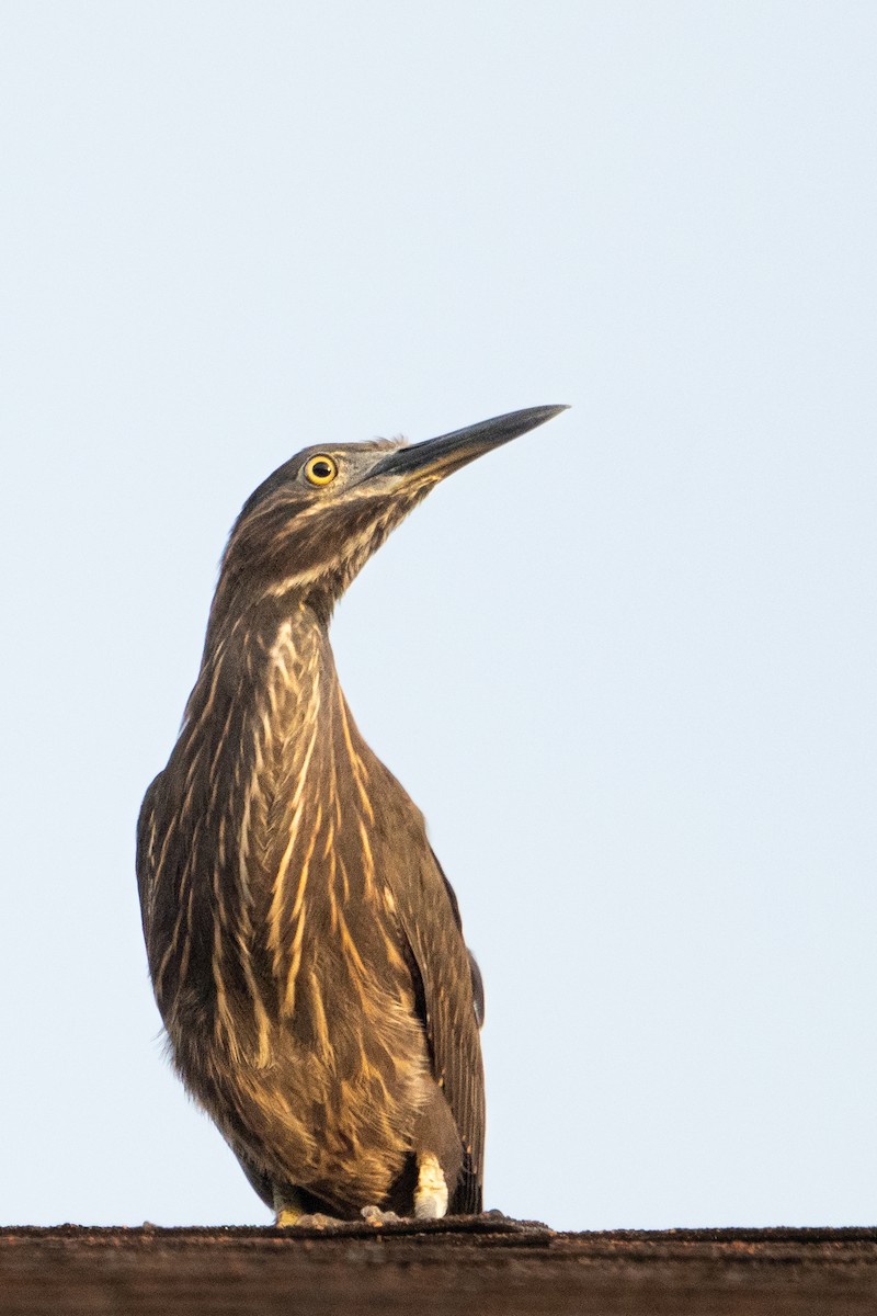 Little Heron - ML646470972