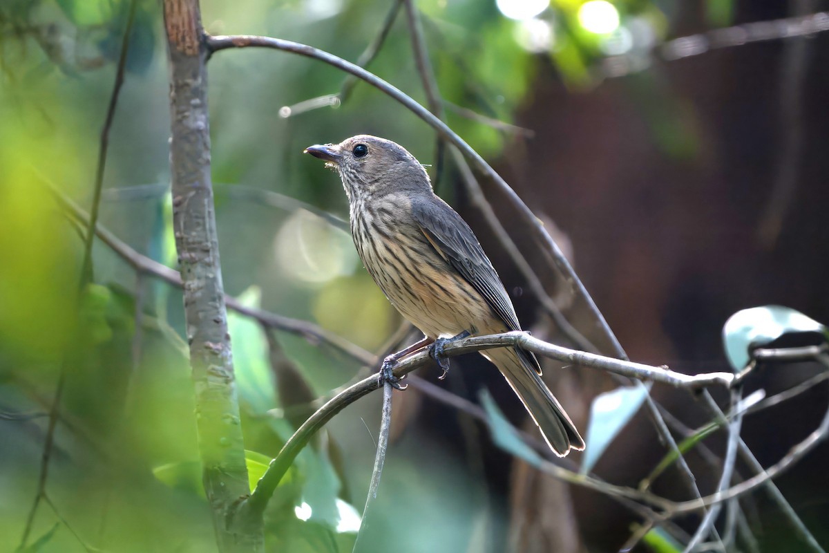 アカハラモズヒタキ - ML646470975