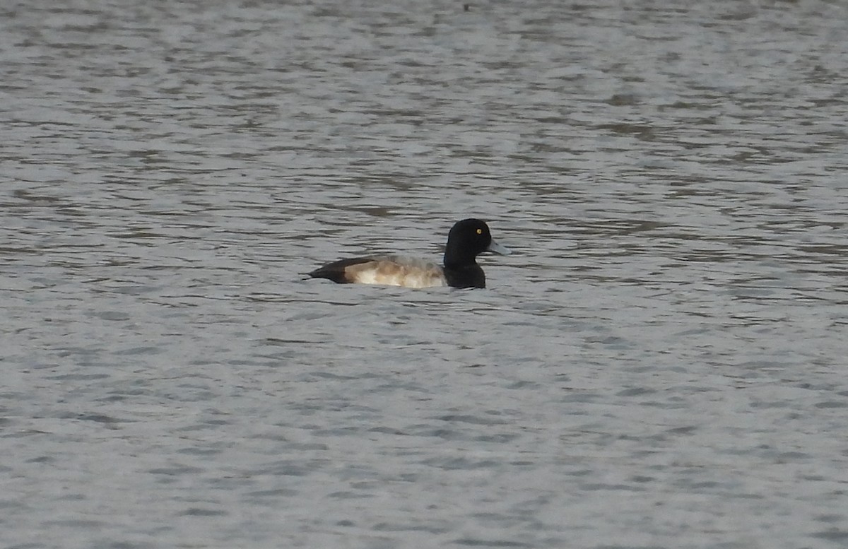 bergand - ML646470979