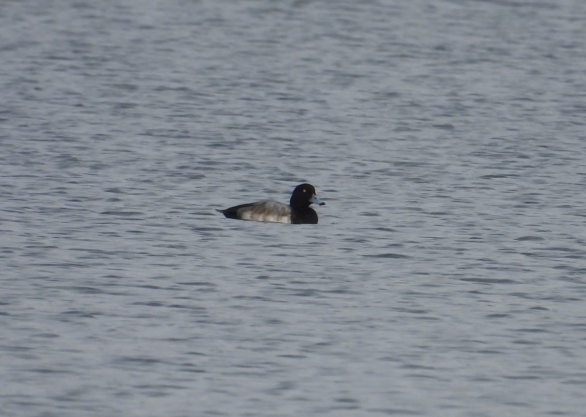 bergand - ML646470980