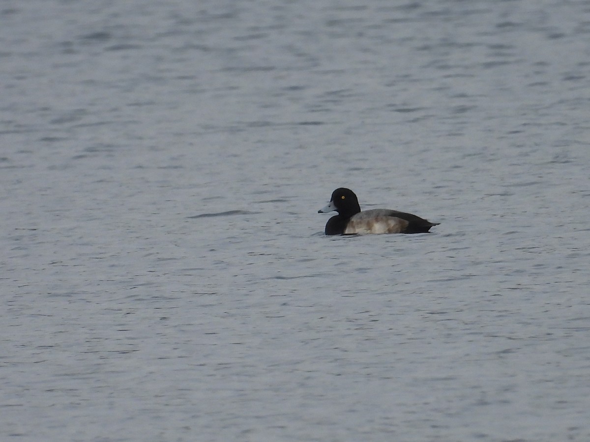 bergand - ML646470981