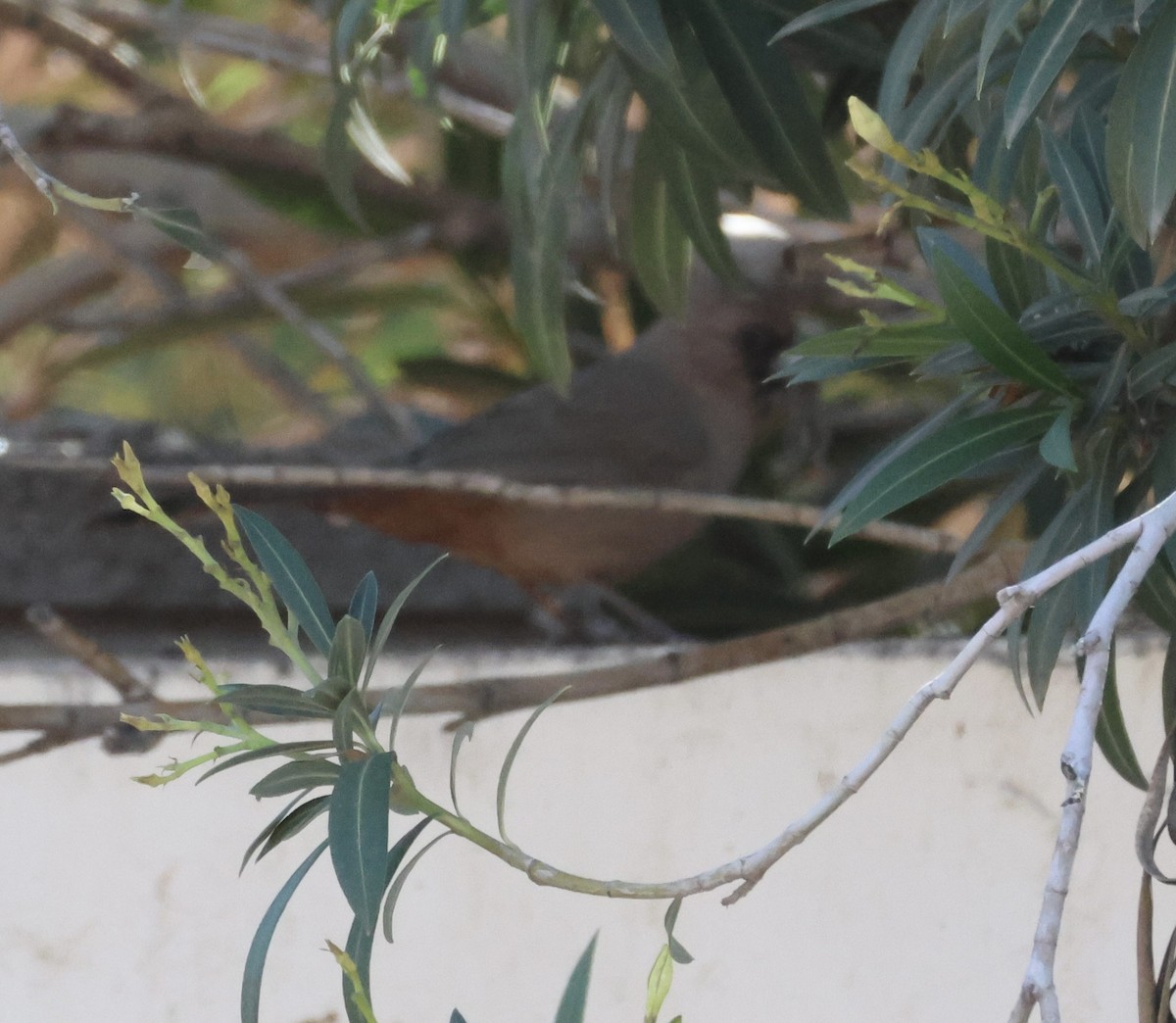 Toquí de Abert - ML646470982