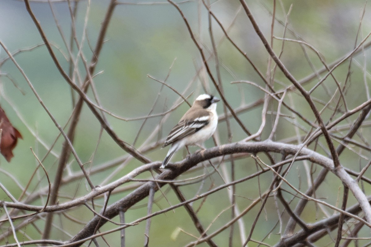 White-browed Sparrow-Weaver - ML646470983