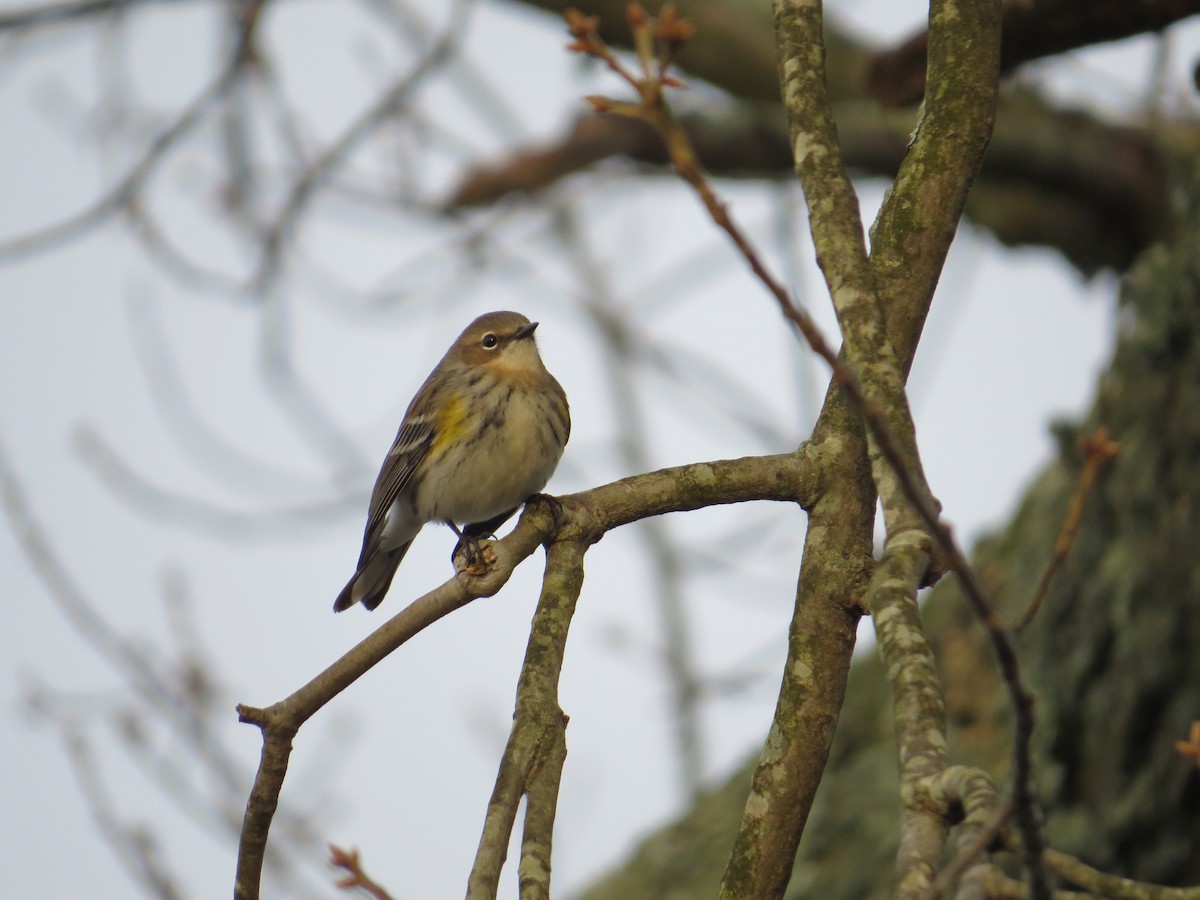 Yellow-rumped Warbler - ML646470984
