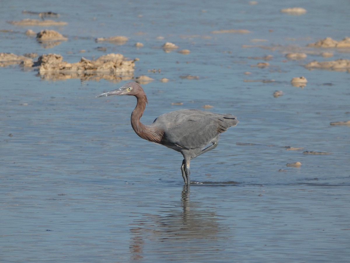 Reddish Egret - ML646470985