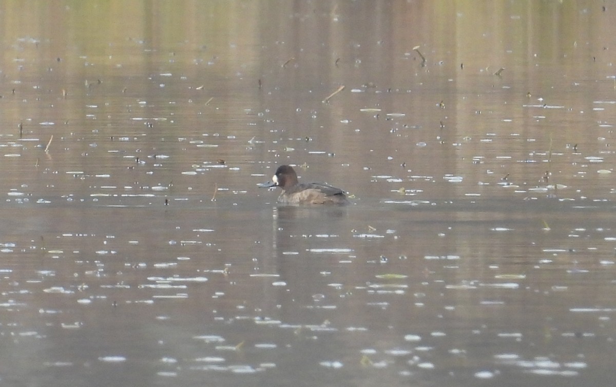 Lesser Scaup - ML646470986