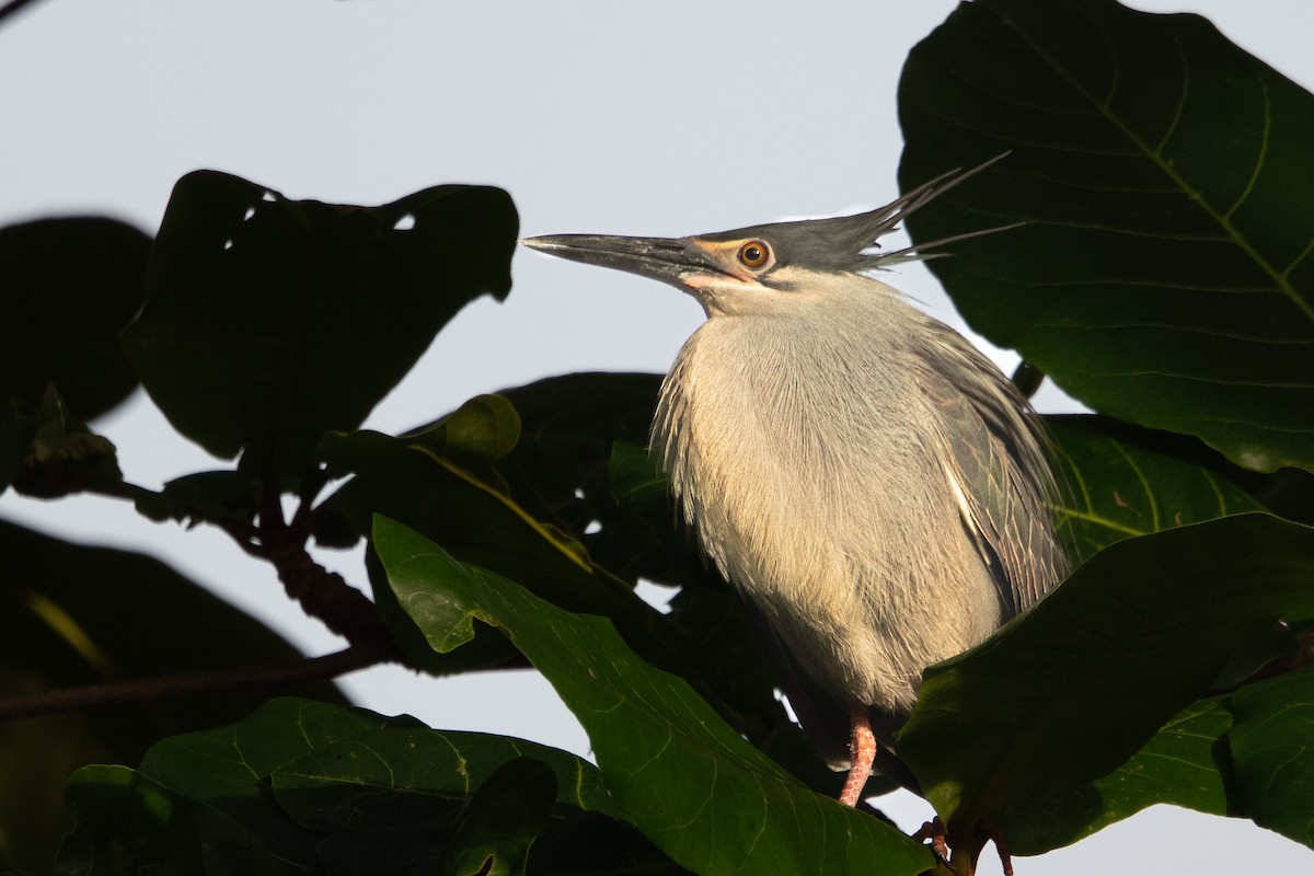 Little Heron - ML646470987