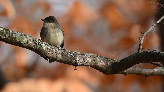Eastern Phoebe - ML646470988