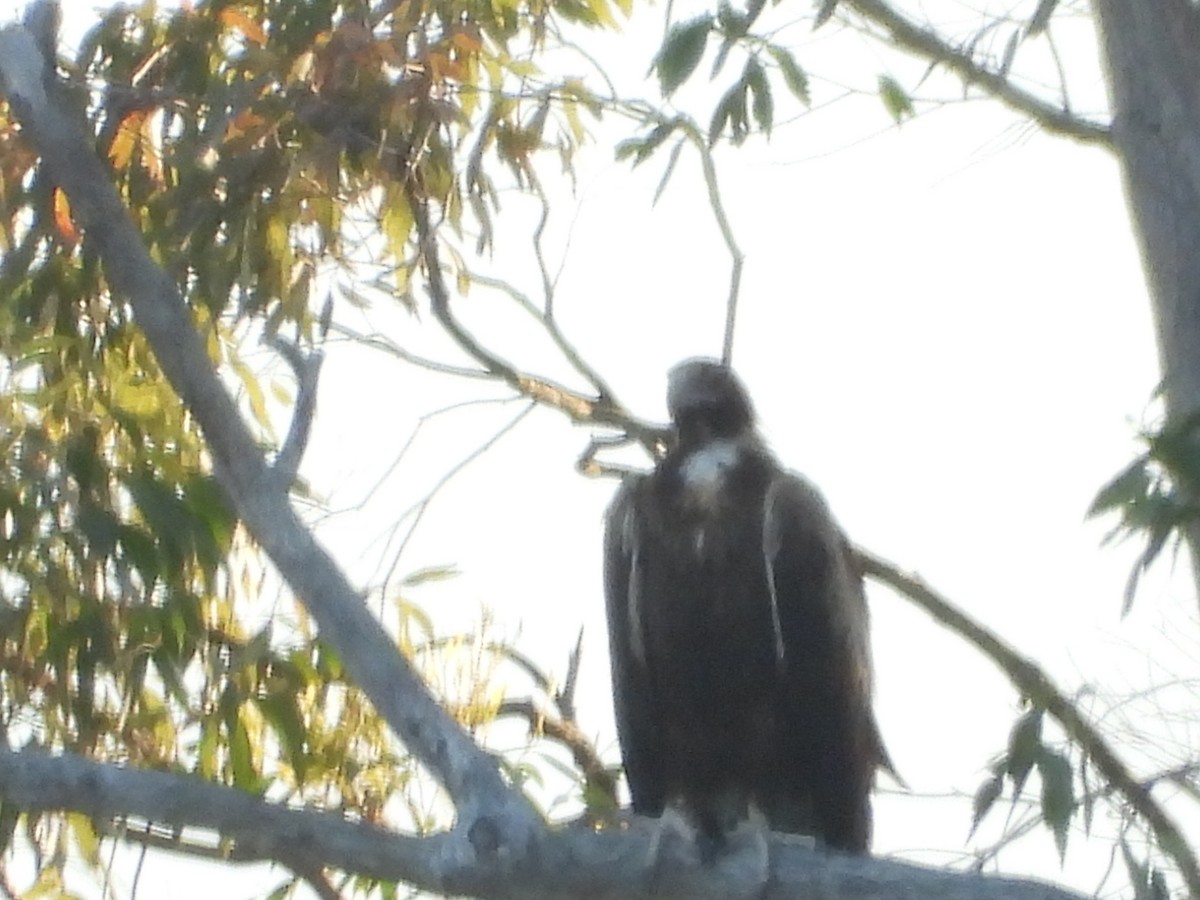 orel klínoocasý - ML646470991