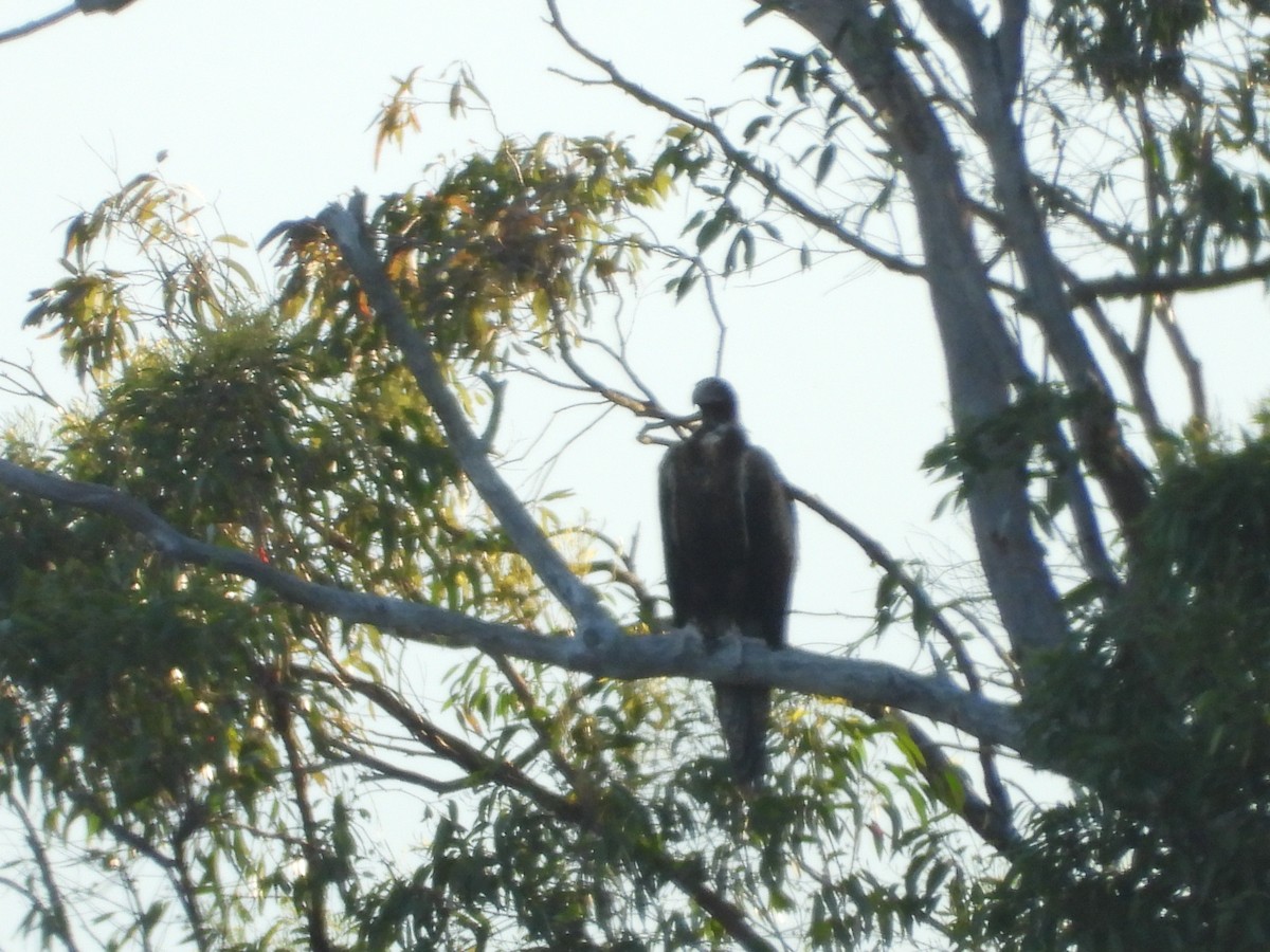 orel klínoocasý - ML646470992